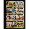 Lámina de cromos troquelados ingleses MLP 1532 · Caballos ·
