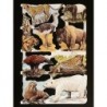 Lámina de cromos troquelados ingleses MLP 1574 · Animales Salvajes 4 ·