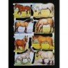 Lámina de cromos troquelados ingleses MLP 1666 · Caballos ·