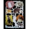 Lámina de cromos troquelados ingleses MLP 1815 · Gatitos ·