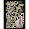 Lámina de cromos troquelados ingleses MLP 2099 · Flora y Fauna del Bosque 1 ·