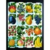 Lámina GIGANTE de cromos troquelados ingleses MLP 1279 · Frutos ·