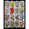 Lámina GIGANTE de cromos troquelados ingleses MLP 1457 · Flores y Plantas ·