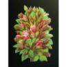 Cromo troquelado gigante y gran grosor alemán de 16 cm. EF BK 5081 · Rosal ·