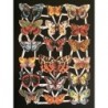 Lámina de cromos troquelados alemanes EF 7221 · Mariposas ·