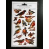 Lámina de cromos adhesivos troquelados · Aves ·