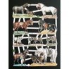 Lámina de cromos troquelados alemanes EF 7335 · Caballos ·