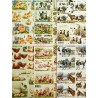 Animales. 6 laminas couché recortables para hacer manualidades en 3D. Tam. A4.